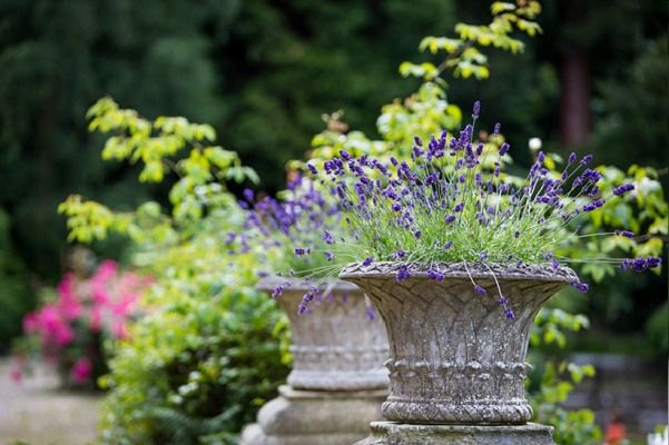 Eddington Gardens