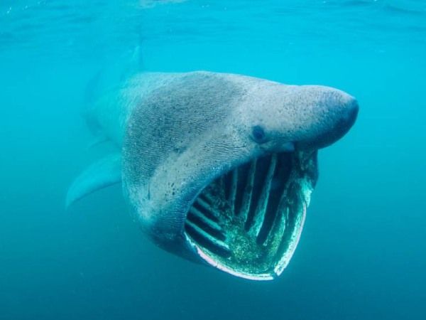 Jonah the Whale