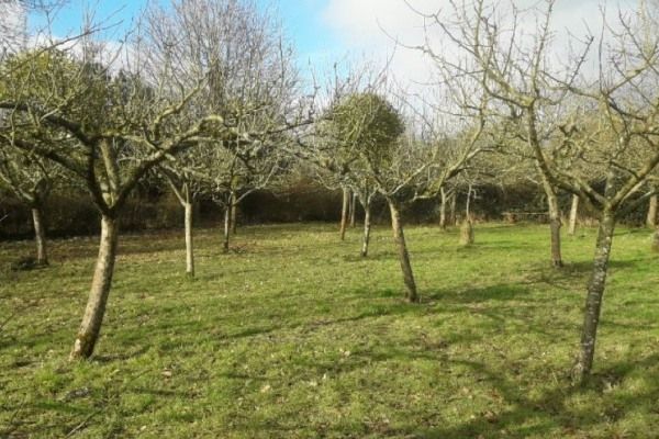 Orchard